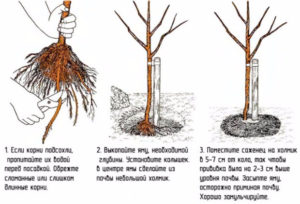 Aprikosplanteringsschema