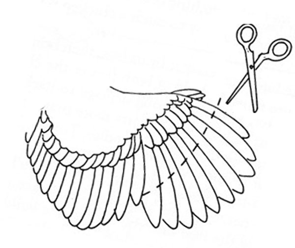 Schemat prawidłowego przycinania skrzydeł kurczaków, aby nie latały