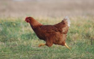 Hur många kycklingar rusar Tetra SL