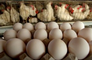 Combien d'œufs pond un poulet par mois