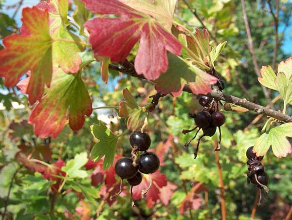 Ribes in autunno