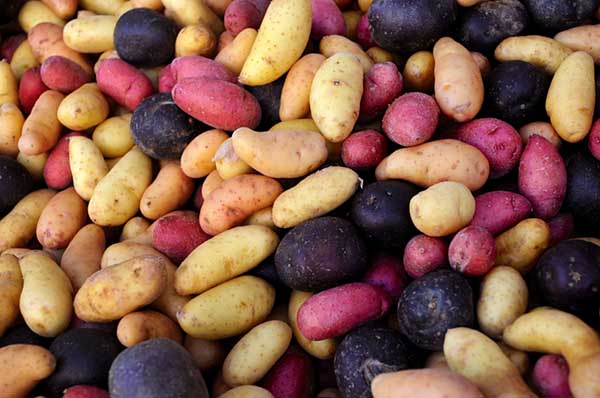 Kartoffelsorten für den Anbau nach niederländischer Technologie