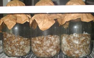 Austeru sēņu micēlija ražošanas tehnoloģija mājās