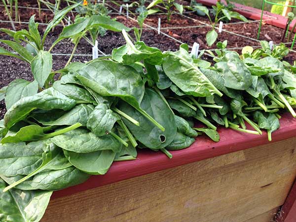 Harvesting spinach