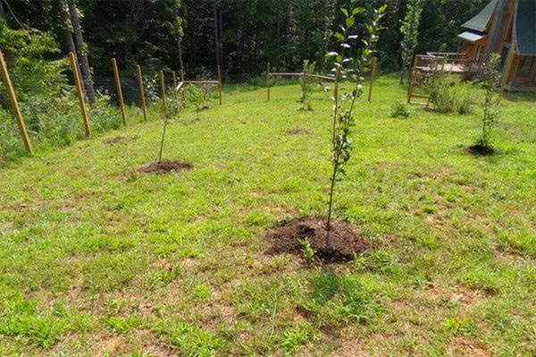 Plum seedlings care after planting