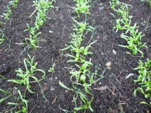 Spinach care - weeding and loosening