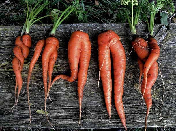 Moche carotte