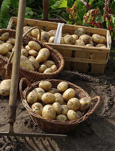 Kartoffelernte unter Stroh gewachsen