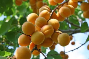 Récolte d'abricot