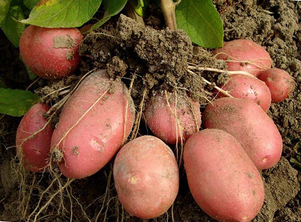 A colheita de batatas cultivadas de acordo com a tecnologia holandesa