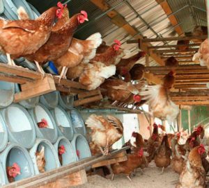 Condiciones para la cría de pollos y el inicio de la producción de huevos.