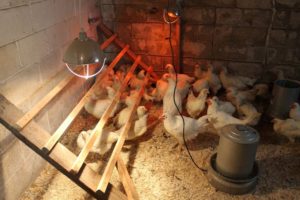 Conditions d'élevage des poulets dans un poulailler