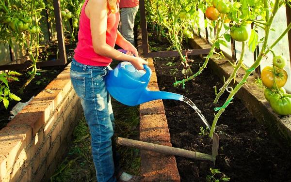 Tầm quan trọng của việc tưới nước đúng cách cho cà chua
