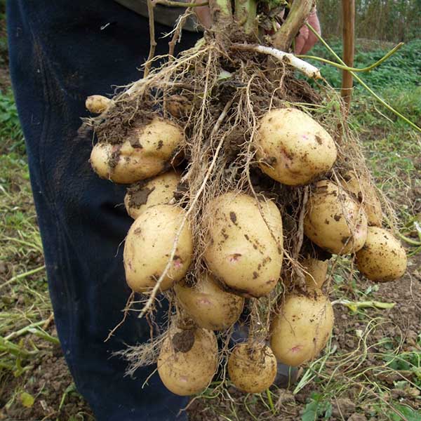 Cultivo de batata usando o método holandês em sua casa de verão