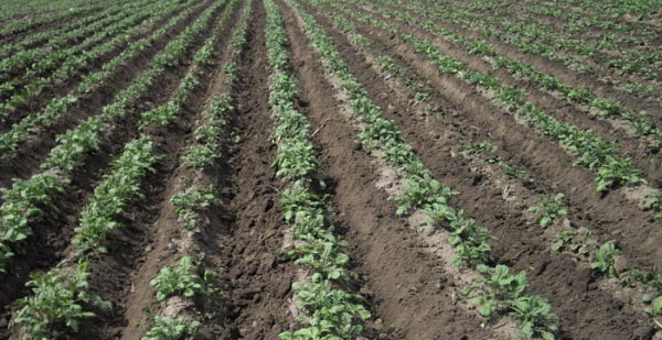 Anbau von Kartoffeln in Kämmen auf niederländische Weise