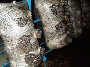 Miceliu de ciuperci de stridii în creștere acasă