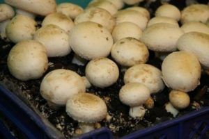 Cultiver des champignons à la maison