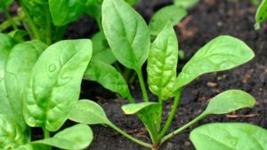 Lumalagong spinach sa bansa