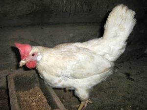 إنتاج البيض من سلالة الدجاج White Hisex