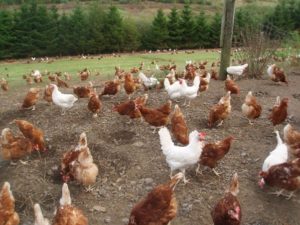 إنتاج بيض سلالة دجاج هاي لاين