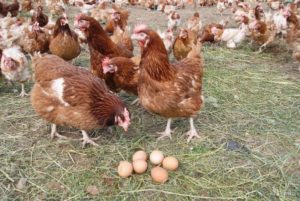 Production d'oeufs de la race de poulet Hisex Brown