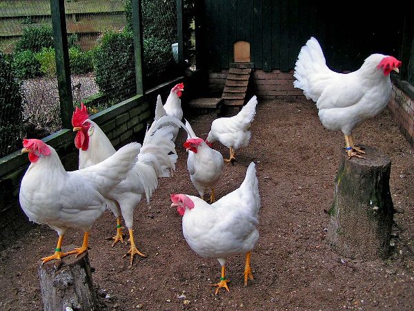 Production d'oeufs de poulets Leghorn