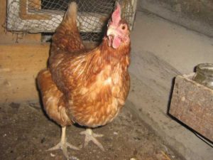 Production d'oeufs de la race de poulets Loman Brown