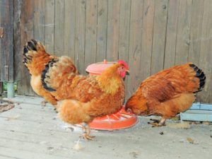 Production d'oeufs de la race de poulet du New Hampshire