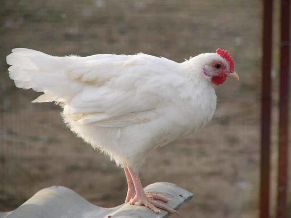 Production d'oeufs de la race de poulet blanc russe