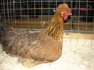 Production d'oeufs de la race de poulet à crête russe