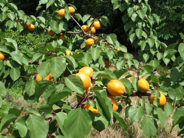Why plant an apricot