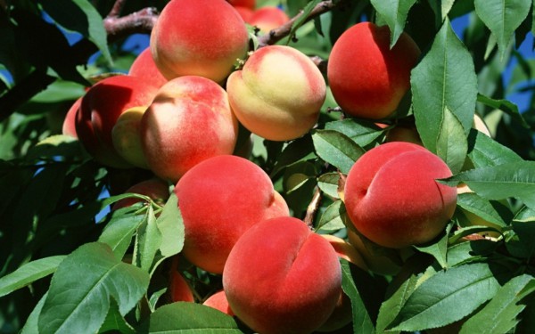 Skydda persikor från skadedjur och sjukdomar på våren