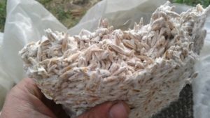Austeru sēņu graudu micēlijs