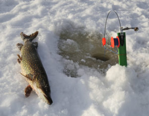 Pêche au brochet en hiver