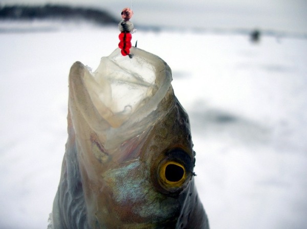 Pêche hivernale de la perche sur un gabarit