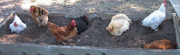 Ash baths for chickens