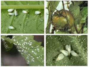 Whitefly on tomatoes in a greenhouse
