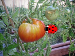 Metodi biologici di controllo della mosca bianca sui pomodori in una serra