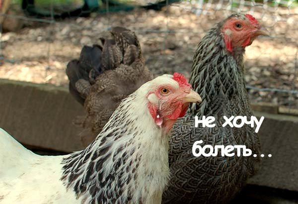 Maladies du poulet de Brama et leur prévention