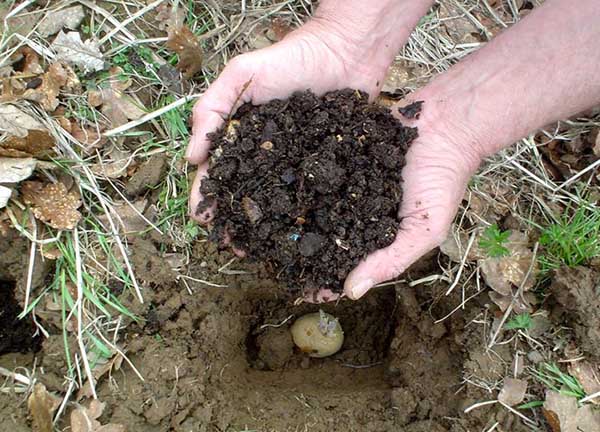 Hur man gödslar potatis på våren vid plantering och på hösten