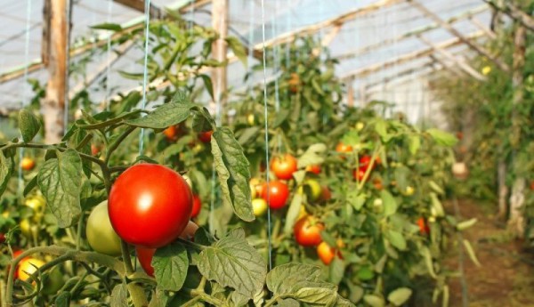 Hur man gödslar tomater under frukt i ett växthus