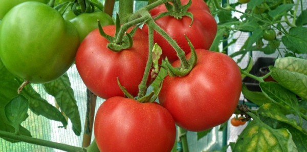 Estágios de alimentação de tomates em uma estufa
