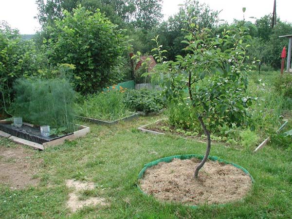 On plantar una pera en una caseta d’estiu