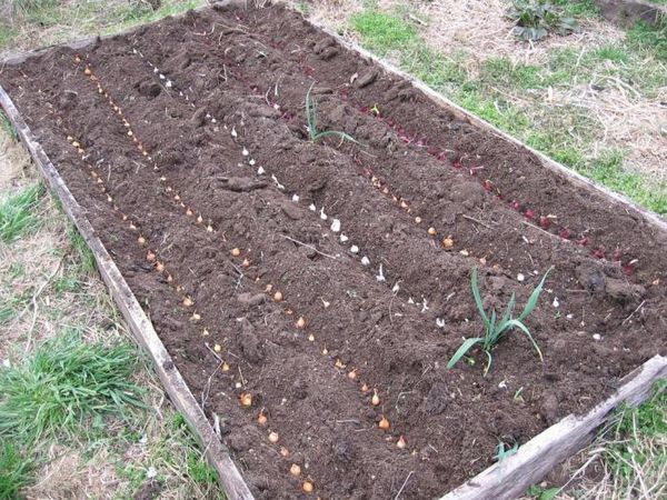 İlkbaharda soğan takımlarının ekilmesi için bir yatak