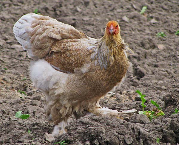 La nature et le tempérament des poulets Brama
