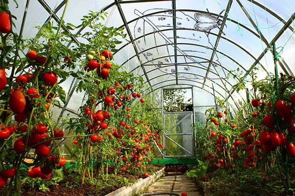 Hur man hanterar vitfluga på tomater i ett växthus - sätt
