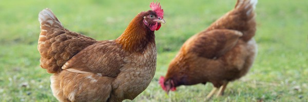 Comment déterminer l'âge d'un poulet par pigmentation
