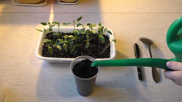 How to dive pepper seedlings