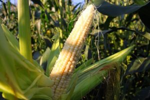 Како садити и гајити кукуруз у башти