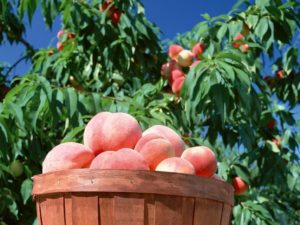 Peach tree planting specifics